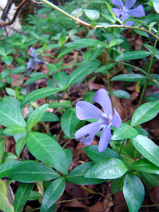 Vinca minor / Pervinca minore